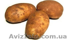 Срочно куплю картофель - <ro>Изображение</ro><ru>Изображение</ru> #1, <ru>Объявление</ru> #402461