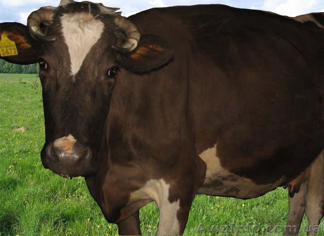 продам корову дешово - <ro>Изображение</ro><ru>Изображение</ru> #1, <ru>Объявление</ru> #403019