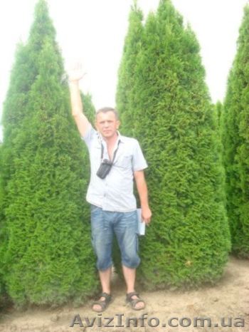 Туя. Туя западная. Туя уход. Туя цена. - <ro>Изображение</ro><ru>Изображение</ru> #1, <ru>Объявление</ru> #413324