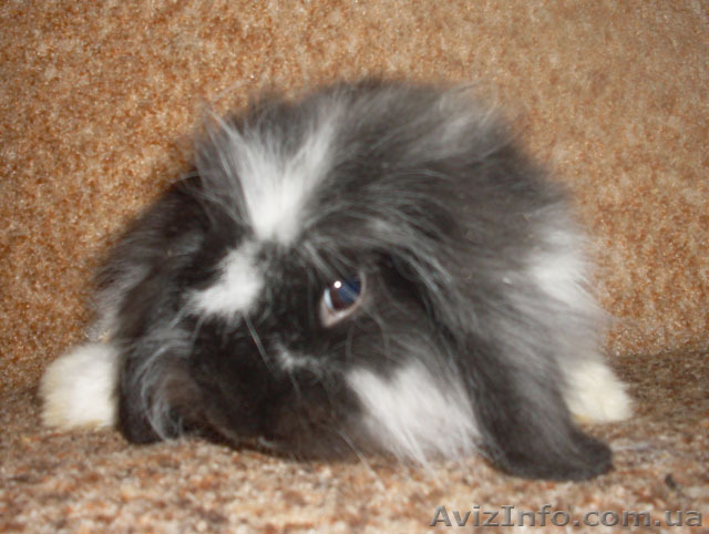 Вислоухий кролик декоративный - <ro>Изображение</ro><ru>Изображение</ru> #1, <ru>Объявление</ru> #423824