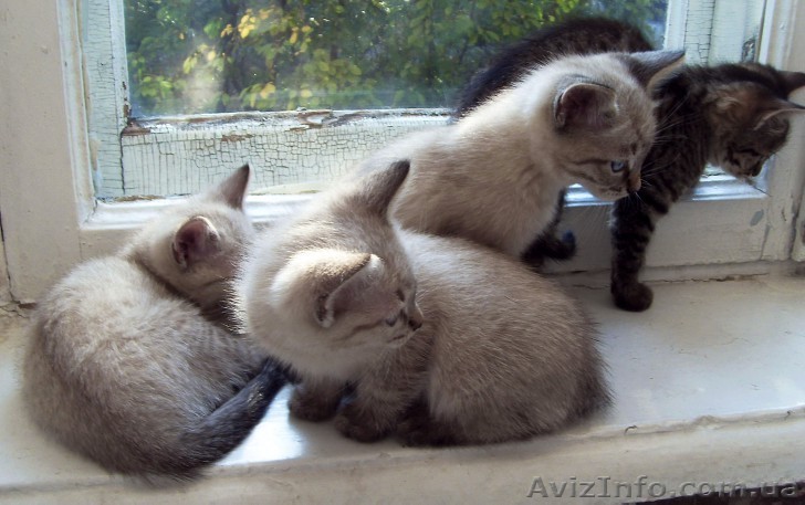 Очаровательные котята ищут хозяев! - <ro>Изображение</ro><ru>Изображение</ru> #1, <ru>Объявление</ru> #410483