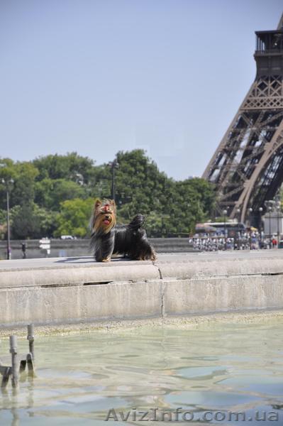  вязка Йоркширский терьер - <ro>Изображение</ro><ru>Изображение</ru> #1, <ru>Объявление</ru> #412338