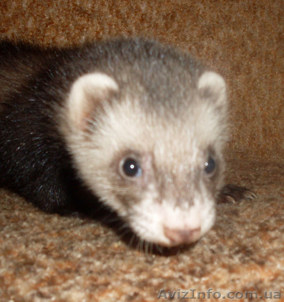 фретки, домашний хорек - <ro>Изображение</ro><ru>Изображение</ru> #1, <ru>Объявление</ru> #423818