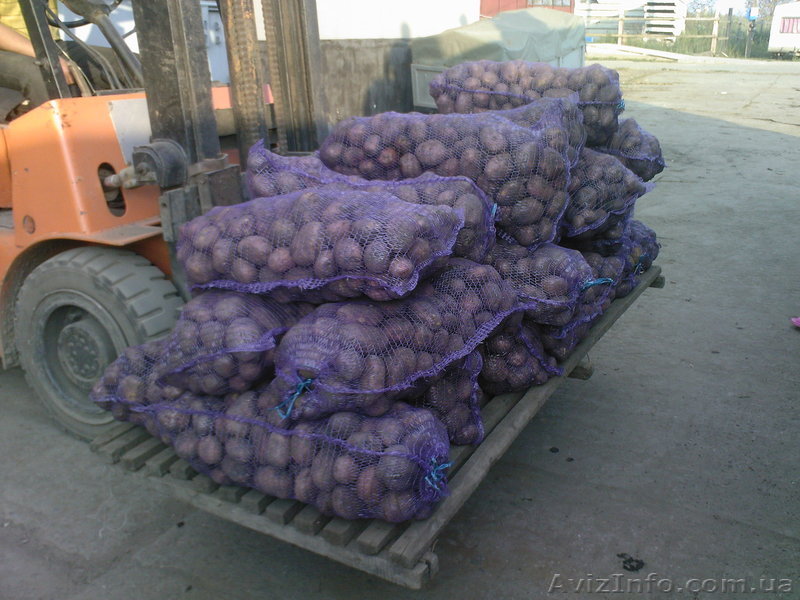 картошка опт хорошее качество - <ro>Изображение</ro><ru>Изображение</ru> #1, <ru>Объявление</ru> #407752