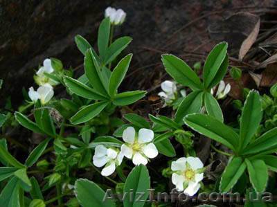 Пятипал (лапчатка белая) корень - <ro>Изображение</ro><ru>Изображение</ru> #1, <ru>Объявление</ru> #409453