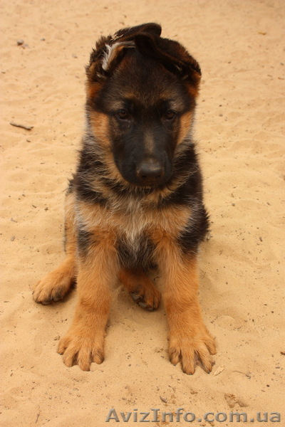 Продаю отличных щенков немецкой овчарки (яркий окрас) - <ro>Изображение</ro><ru>Изображение</ru> #1, <ru>Объявление</ru> #398395