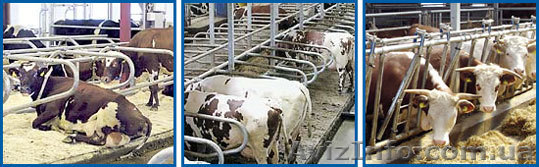 Элеватор, свинокомплекс,ферма КРС в кредит - <ro>Изображение</ro><ru>Изображение</ru> #1, <ru>Объявление</ru> #398247