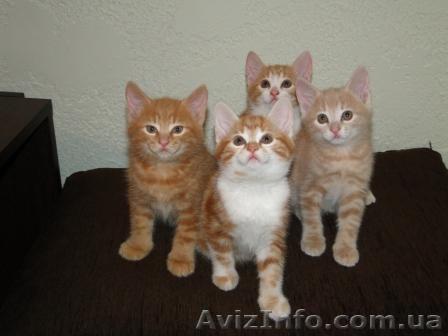 Замечательные солнечные детки ! - <ro>Изображение</ro><ru>Изображение</ru> #1, <ru>Объявление</ru> #424390