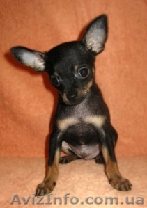 Той терьер щенки мини и мелкий стандарт. Есть девочки и мальчики - <ro>Изображение</ro><ru>Изображение</ru> #1, <ru>Объявление</ru> #424855