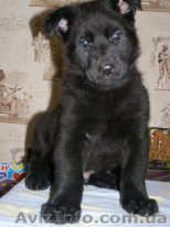 Щенки ВЕО, восточно-европейская овчарка - <ro>Изображение</ro><ru>Изображение</ru> #1, <ru>Объявление</ru> #402472