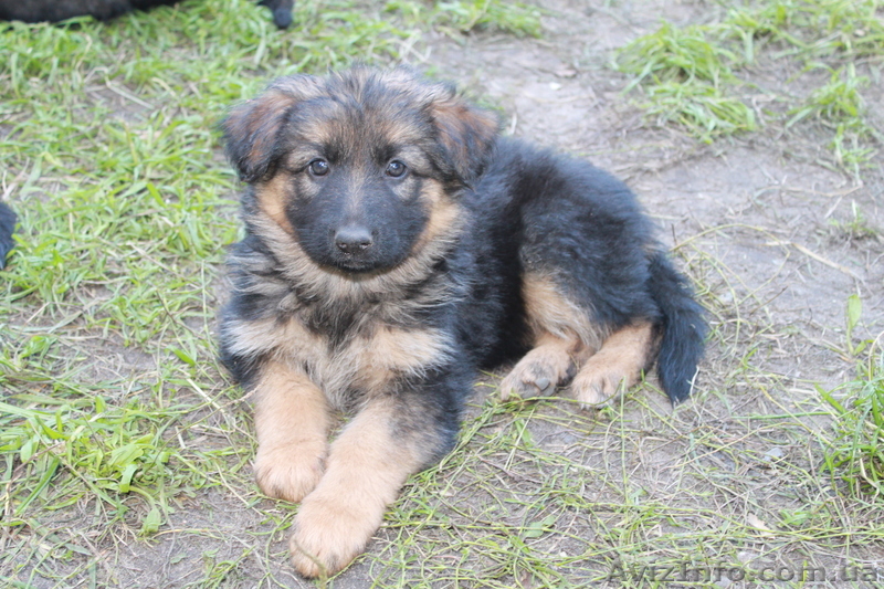Щенки немецкой овчарки,вольерное содержание - <ro>Изображение</ro><ru>Изображение</ru> #1, <ru>Объявление</ru> #406057