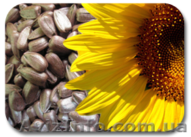 Куплю семечку - <ro>Изображение</ro><ru>Изображение</ru> #1, <ru>Объявление</ru> #390817