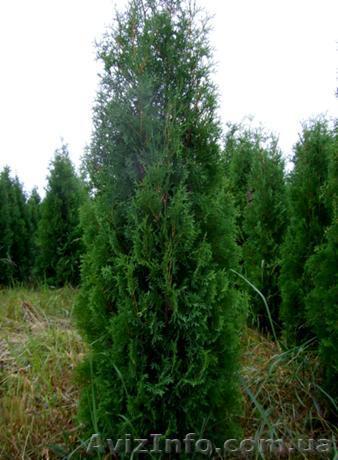 Туи вечнозеленые - <ro>Изображение</ro><ru>Изображение</ru> #1, <ru>Объявление</ru> #427480