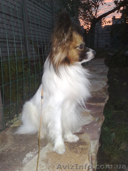 Папиен (Собака бабочка) - <ro>Изображение</ro><ru>Изображение</ru> #1, <ru>Объявление</ru> #445485