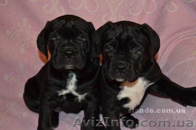 Щенки Кане Корсо итальяно купить кане корсо продам кане корсо - <ro>Изображение</ro><ru>Изображение</ru> #1, <ru>Объявление</ru> #448104