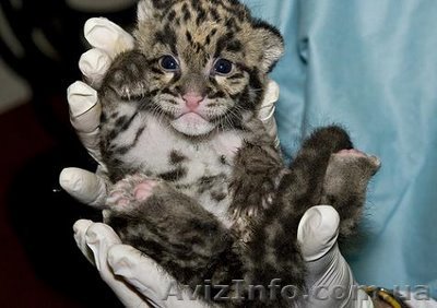 Экзотические ручные котята львят, пум, ягуаров, леопардов - <ro>Изображение</ro><ru>Изображение</ru> #1, <ru>Объявление</ru> #440843