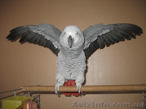 Продам попугая жако СРОЧНО! - <ro>Изображение</ro><ru>Изображение</ru> #1, <ru>Объявление</ru> #443762