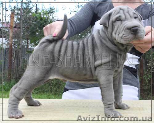 Продаются эксклюзивные лиловые и голубые щенки шарпеи - <ro>Изображение</ro><ru>Изображение</ru> #1, <ru>Объявление</ru> #430031