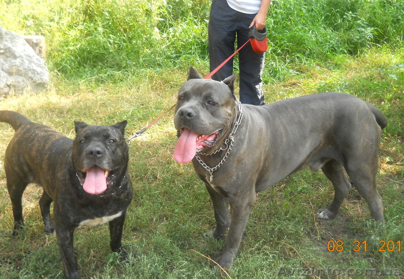 малыши CANE CORSO ITALIANO - <ro>Изображение</ro><ru>Изображение</ru> #1, <ru>Объявление</ru> #435562