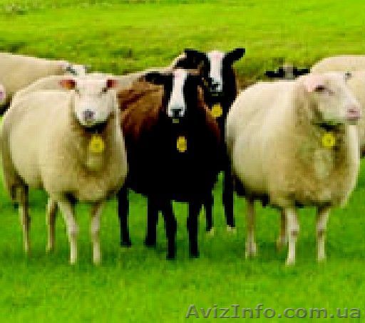 Продам баранину живым весом либо тушки - <ro>Изображение</ro><ru>Изображение</ru> #1, <ru>Объявление</ru> #432184