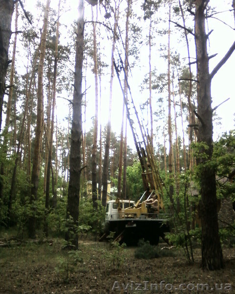 Обрезка старых деревьев - <ro>Изображение</ro><ru>Изображение</ru> #1, <ru>Объявление</ru> #438133