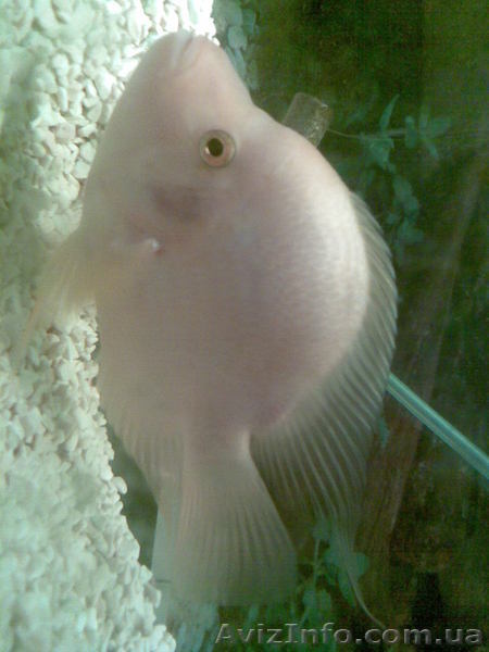 рыбки Тиляпия Джока (Карликовая) - <ro>Изображение</ro><ru>Изображение</ru> #1, <ru>Объявление</ru> #453675