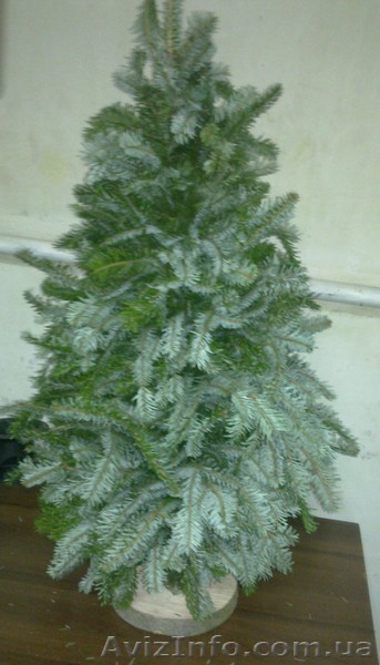 ялинки із натуральної сировини!!!! - <ro>Изображение</ro><ru>Изображение</ru> #1, <ru>Объявление</ru> #451820