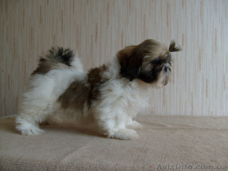 Щенок ши-тцу,очень красивая девочка - <ro>Изображение</ro><ru>Изображение</ru> #1, <ru>Объявление</ru> #431079