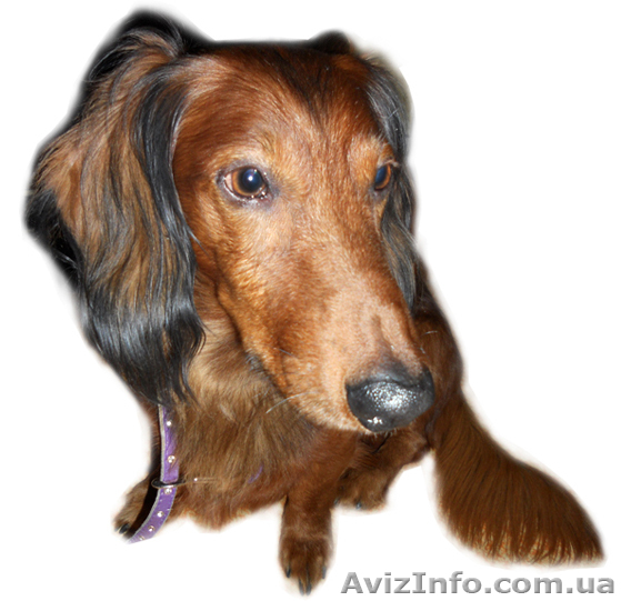 НАЙДЕНА ТАКСА, КОБЕЛЬ!!! - <ro>Изображение</ro><ru>Изображение</ru> #1, <ru>Объявление</ru> #436229