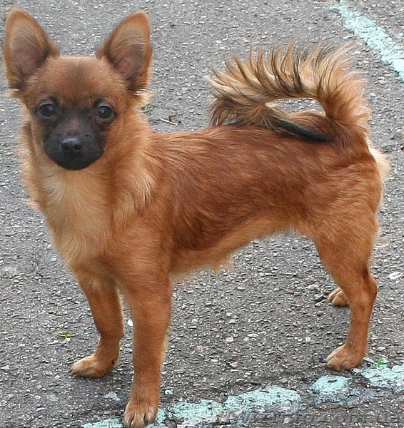  Щенки Чихуахуа  , - <ro>Изображение</ro><ru>Изображение</ru> #1, <ru>Объявление</ru> #429078