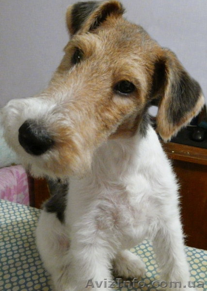 Породистые щенки ж/ш фокстерьера - <ro>Изображение</ro><ru>Изображение</ru> #1, <ru>Объявление</ru> #451727