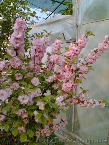 Предлагаем привитые декоративные деревья - <ro>Изображение</ro><ru>Изображение</ru> #1, <ru>Объявление</ru> #426585