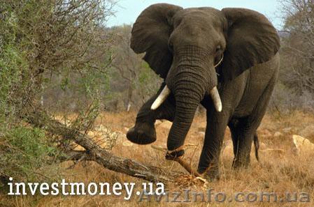 Продается действующая туристическая фирма.  - <ro>Изображение</ro><ru>Изображение</ru> #1, <ru>Объявление</ru> #453222