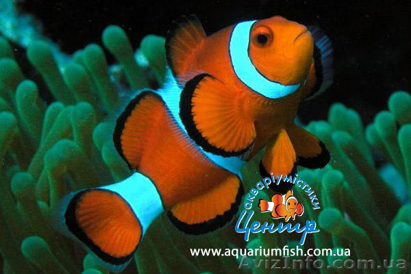 Выставка экзотических морских рыб и живых кораллов с 20 декабря 2011 года. - <ro>Изображение</ro><ru>Изображение</ru> #1, <ru>Объявление</ru> #478481