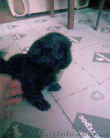 продам щенков пекинеса мальчики - <ro>Изображение</ro><ru>Изображение</ru> #1, <ru>Объявление</ru> #462675