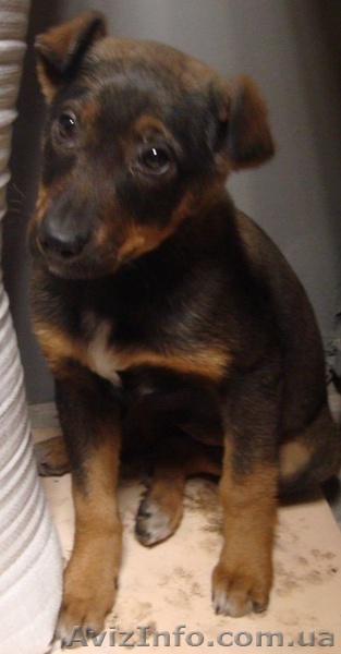 Щенуля,которой очень нужна семья - <ro>Изображение</ro><ru>Изображение</ru> #1, <ru>Объявление</ru> #462628