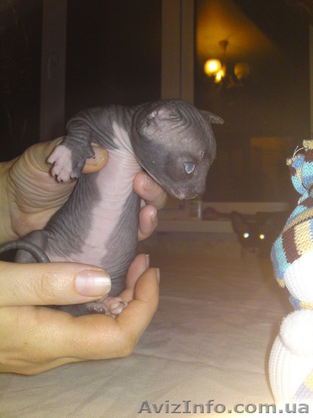 канадский  сфинкс - <ro>Изображение</ro><ru>Изображение</ru> #1, <ru>Объявление</ru> #469275