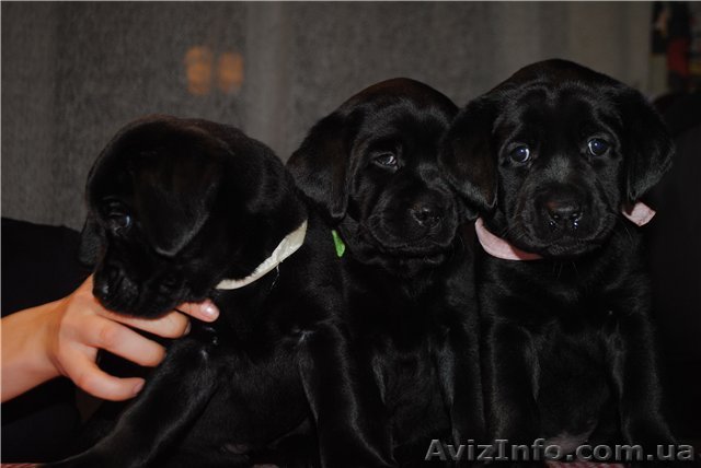 Черные щенки Лабрадора Ретривера - <ro>Изображение</ro><ru>Изображение</ru> #1, <ru>Объявление</ru> #481111