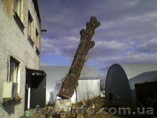 Аварийный спил деревьев (067)4475221 , удаление аварийных деревьев Киев. Подрезк - <ro>Изображение</ro><ru>Изображение</ru> #1, <ru>Объявление</ru> #479859