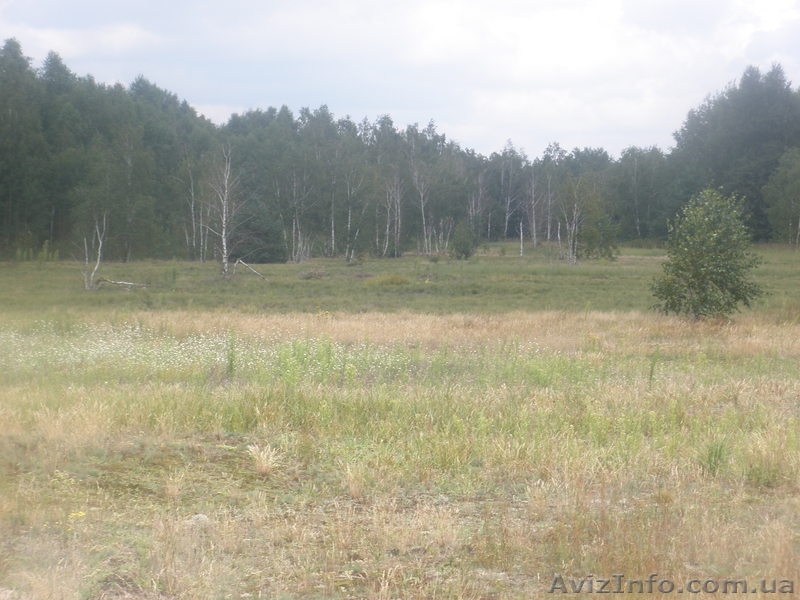 Киевская обл. с. Феневичи, Ивановского р-на, возле Катюжанки. Размер - все - <ro>Изображение</ro><ru>Изображение</ru> #1, <ru>Объявление</ru> #466779