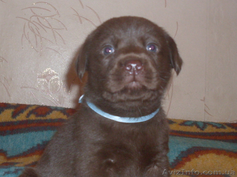 Шоколадные лабрадорчики - <ro>Изображение</ro><ru>Изображение</ru> #1, <ru>Объявление</ru> #457906