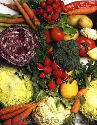 Овощи оптом. Наличие: Капуста, Морковь, Тыква. Вырастим под заказ - <ro>Изображение</ro><ru>Изображение</ru> #1, <ru>Объявление</ru> #467471