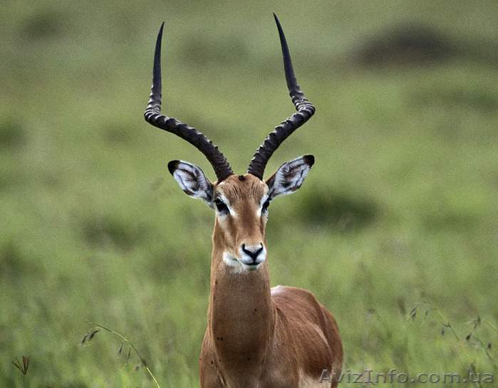 Доставка без лишних вопросов! - <ro>Изображение</ro><ru>Изображение</ru> #1, <ru>Объявление</ru> #503953