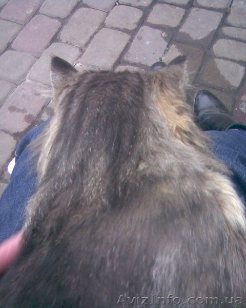 Отдам молодого (2 года) котика любящему и заботливому хазяину - <ro>Изображение</ro><ru>Изображение</ru> #1, <ru>Объявление</ru> #485996