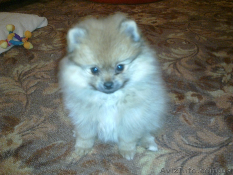 Щенки померанца - <ro>Изображение</ro><ru>Изображение</ru> #1, <ru>Объявление</ru> #499929
