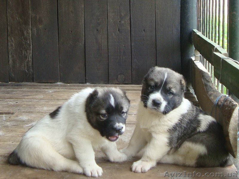 Продаются щенки среднеазиатской овчарки(алабай) - <ro>Изображение</ro><ru>Изображение</ru> #1, <ru>Объявление</ru> #504634