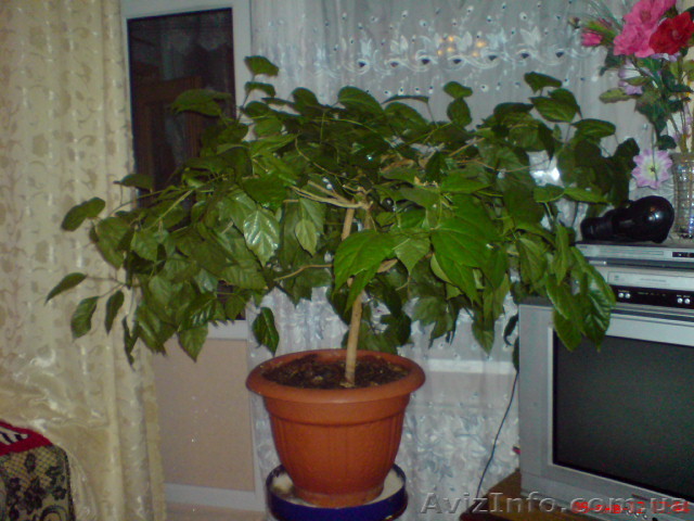  Китайская Роза - <ro>Изображение</ro><ru>Изображение</ru> #1, <ru>Объявление</ru> #498089