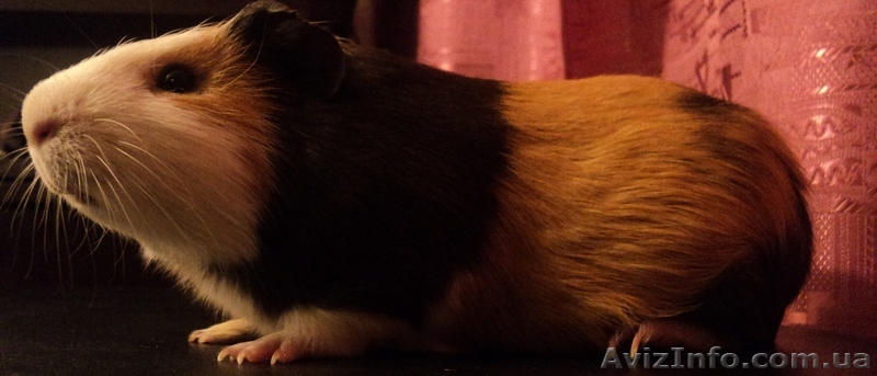 Морская свинка с клеткой! - <ro>Изображение</ro><ru>Изображение</ru> #1, <ru>Объявление</ru> #496176
