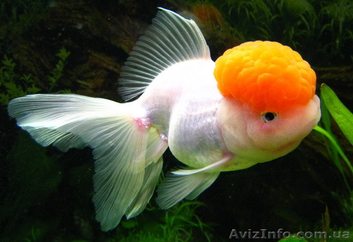 Аквариумный Мир - <ro>Изображение</ro><ru>Изображение</ru> #1, <ru>Объявление</ru> #509215