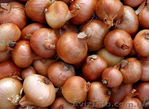 Продам лук Халцедон - <ro>Изображение</ro><ru>Изображение</ru> #1, <ru>Объявление</ru> #494250